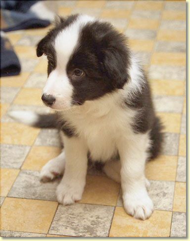001_hundescan014-edit-web.jpg