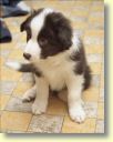 001_hundescan014-edit-web.jpg