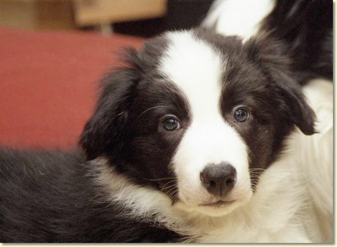 003_Hundescan003-edit.jpg