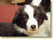 003_Hundescan003-edit.jpg
