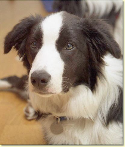004_hundescan021-edit-web.jpg