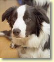 004_hundescan021-edit-web.jpg