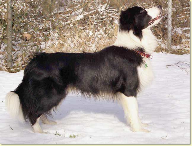 005_hundescan111-edit-web.jpg