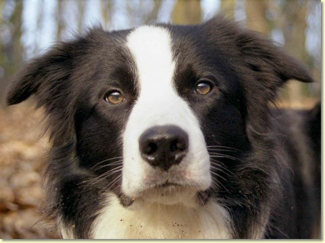 006_hundescan113-edit-web.jpg