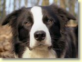 006_hundescan113-edit-web.jpg