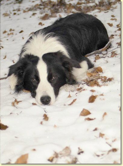 008_hundescan159-edit-web.jpg