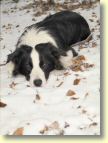 008_hundescan159-edit-web.jpg