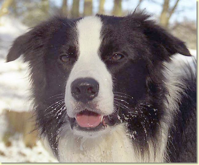 009_hundescan126-edit-web.jpg