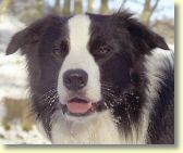 009_hundescan126-edit-web.jpg