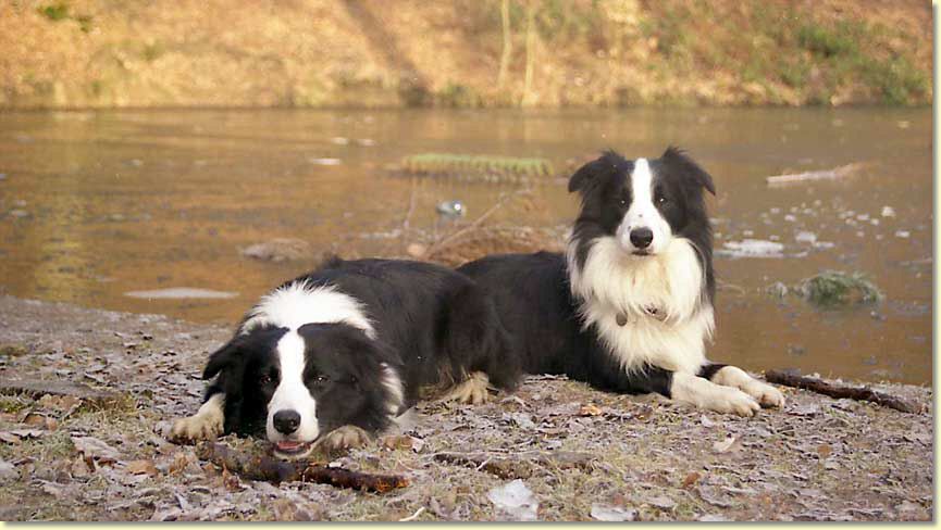 018_hundescan106-edit-web.jpg