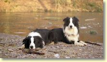 018_hundescan106-edit-web.jpg