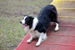 Paddy auf der A-Wand